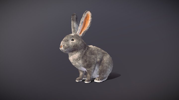 Realistic Rabbit 3D Model