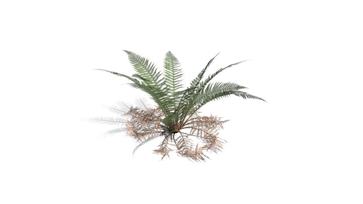 Realistic HD Male fern (3/50) 3D Model