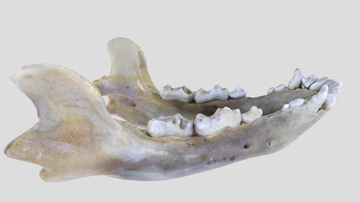UWYMV:Mamm:6763, Ursus americanus, Mandible