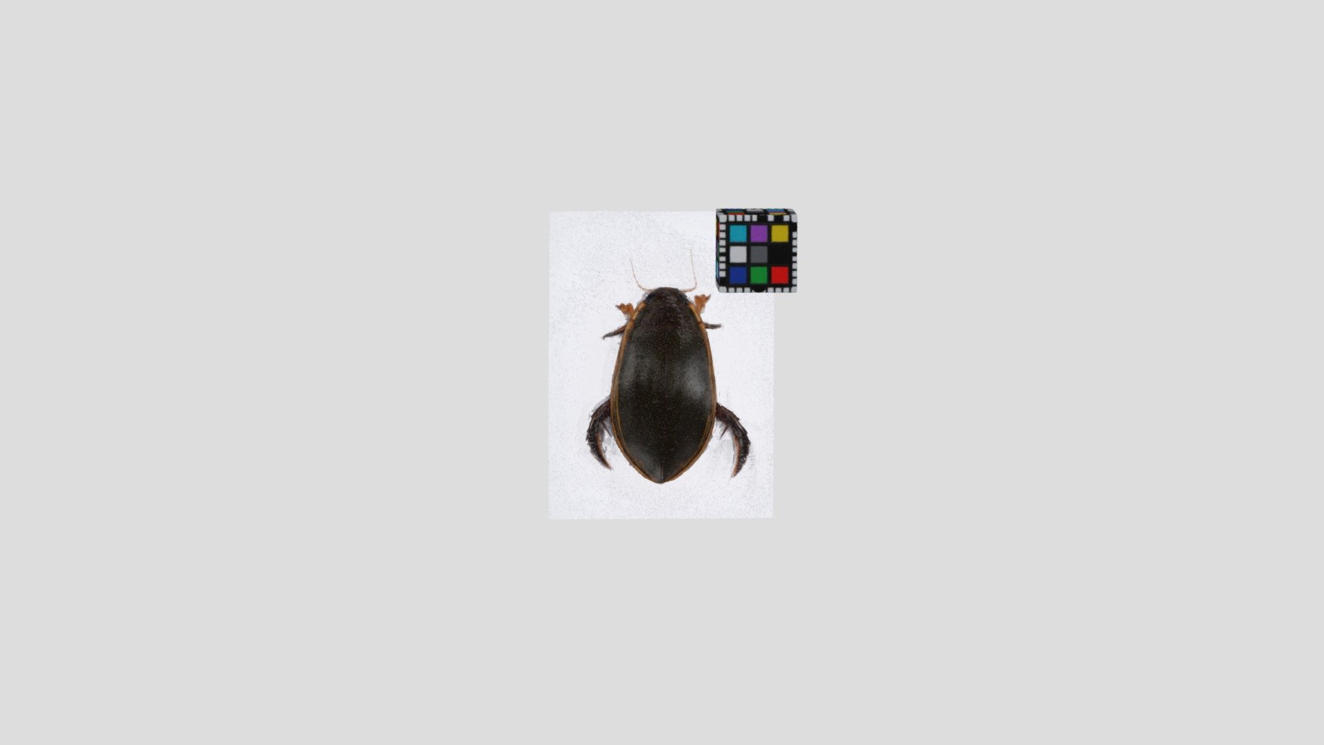 コガタノゲンゴロウ【背面のみ】Cybister tripunctatus orientalis