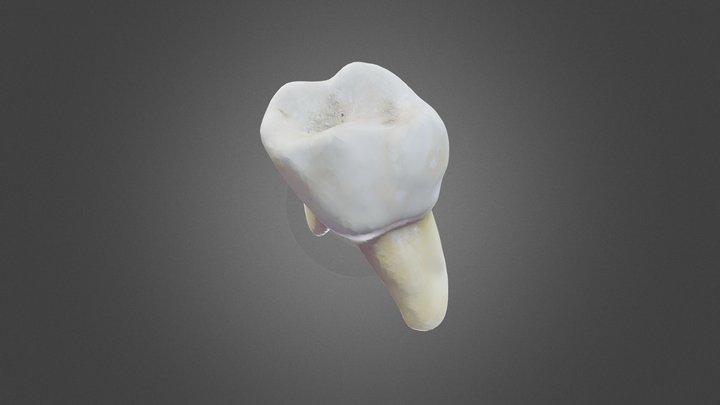 Human Tooth with Texture 3D Model