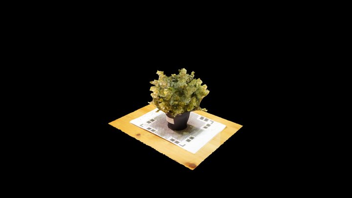 Plant 2 3D Model