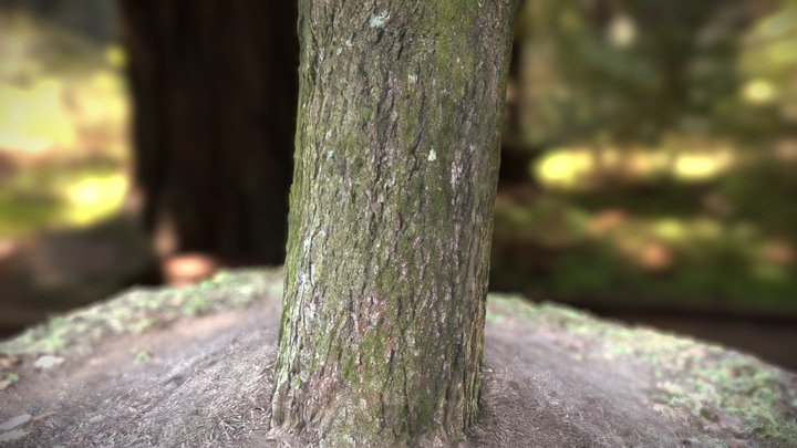 PhotogrammaTREE 3D Model