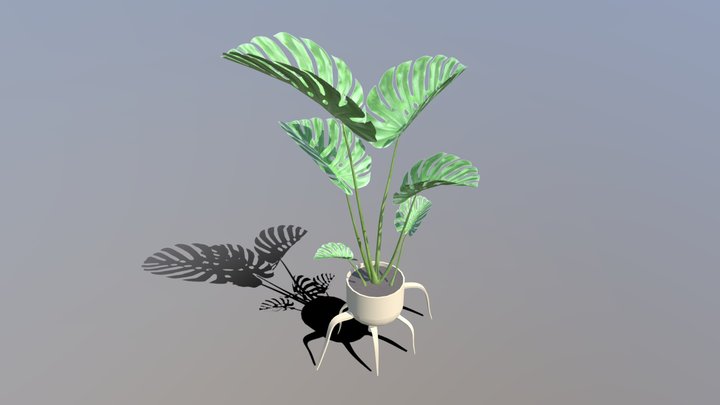 Monstera Plant 3D Model