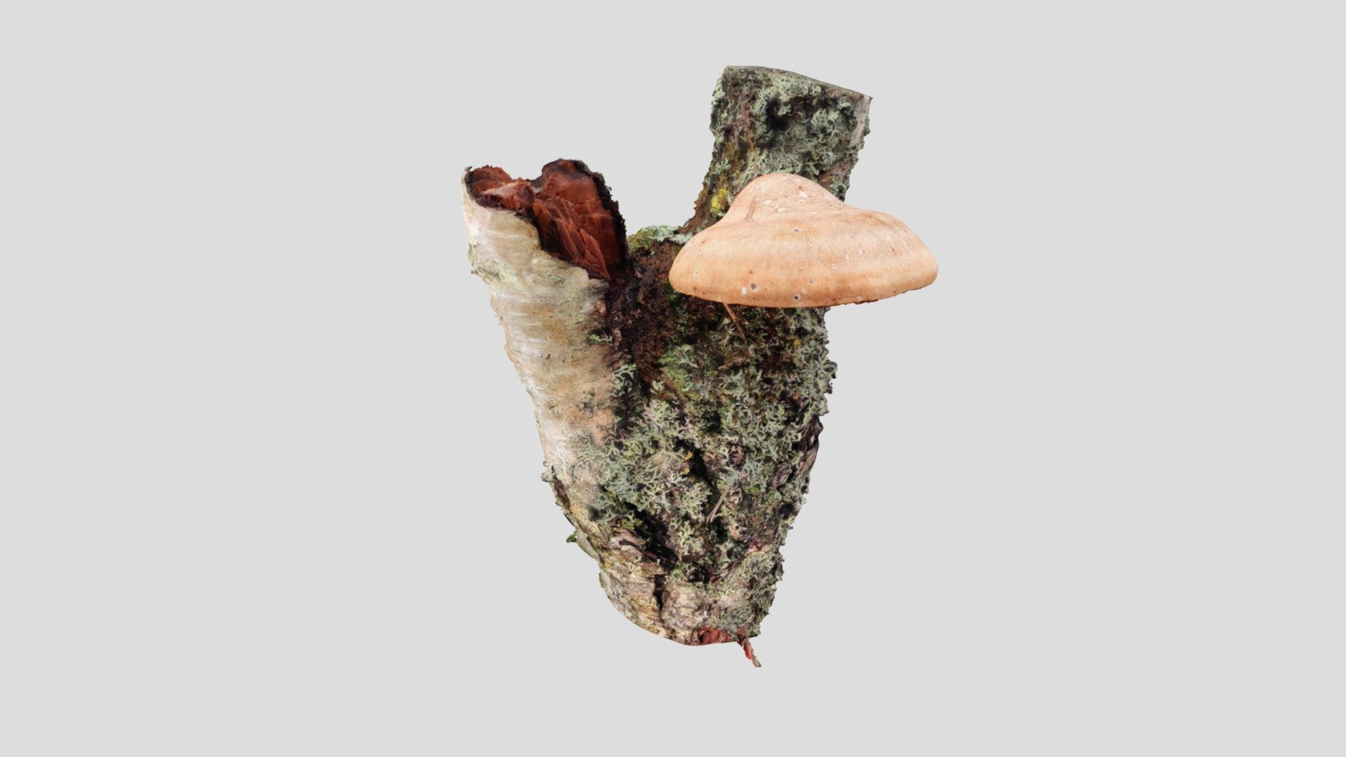 Pökkelökääpä (Fomitopsis betulina)