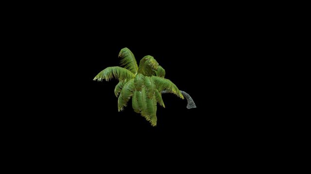 Coconut Palm 8 3D Model