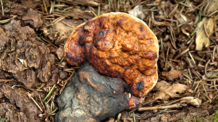 Fomitopsis pinicola – Modello 3D gratuito STL