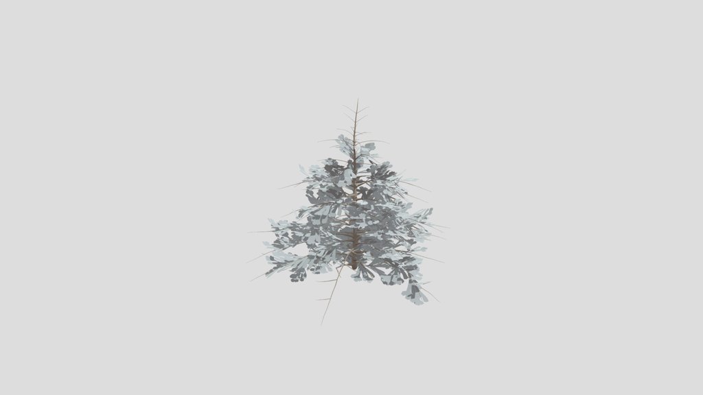 Abies Alba Silver Fir Small Sprout