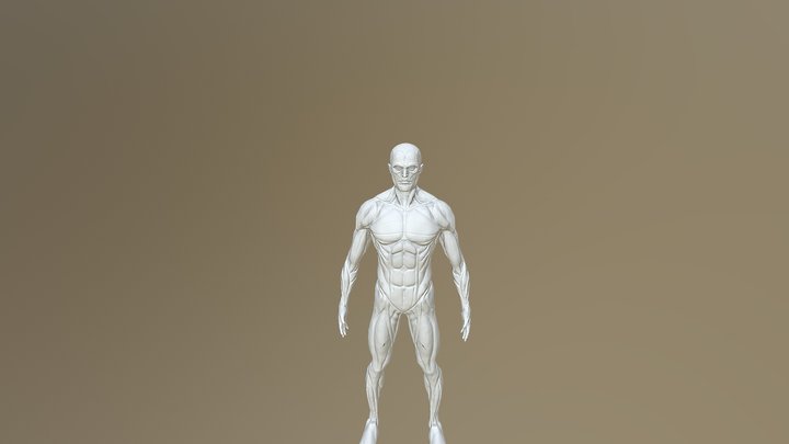 muscles 3D Model