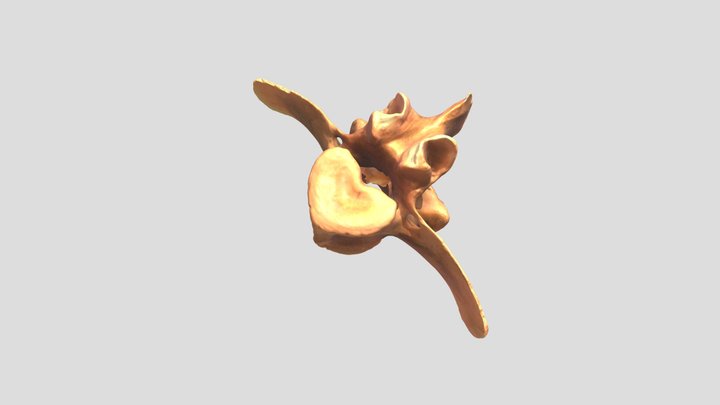 Sus scrofa (domestic pig) - lumbar vertebra ex. 3D Model