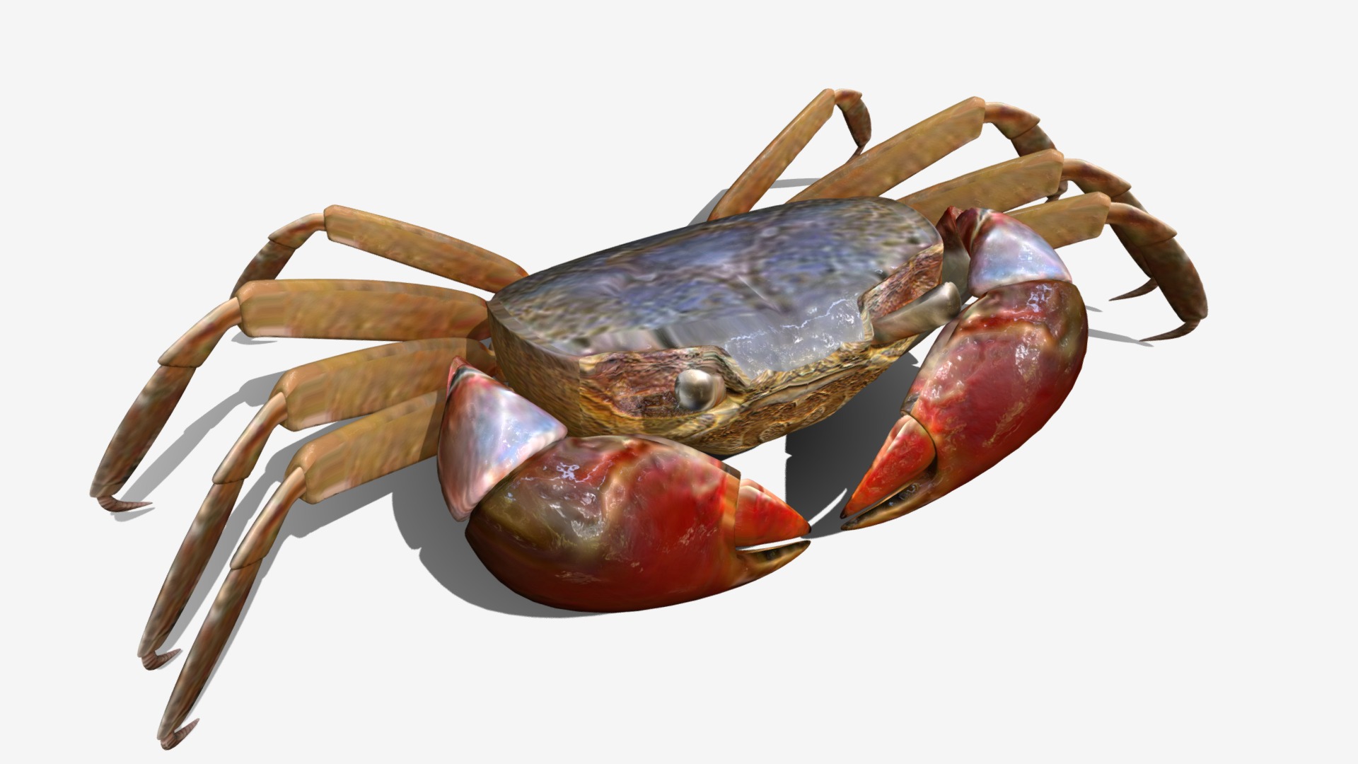 3D model Ilyoplax pingi crab - This is a 3D model of the Ilyoplax pingi crab. The 3D model is about a close up of a bug.