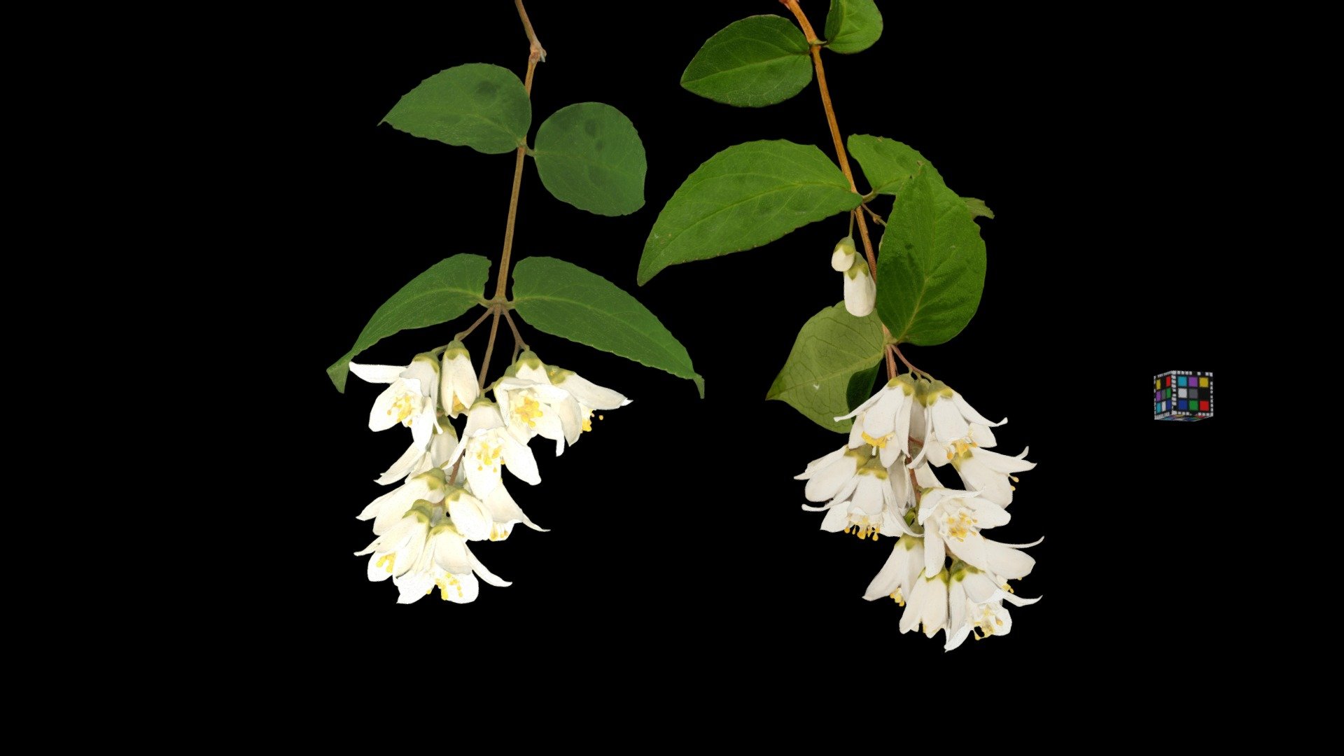 ウツギ Pride-of-Rochester, Deutzia crenata