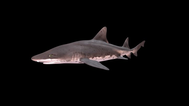 Model 90 - Spotted Gully Shark – Free 3D Model STL