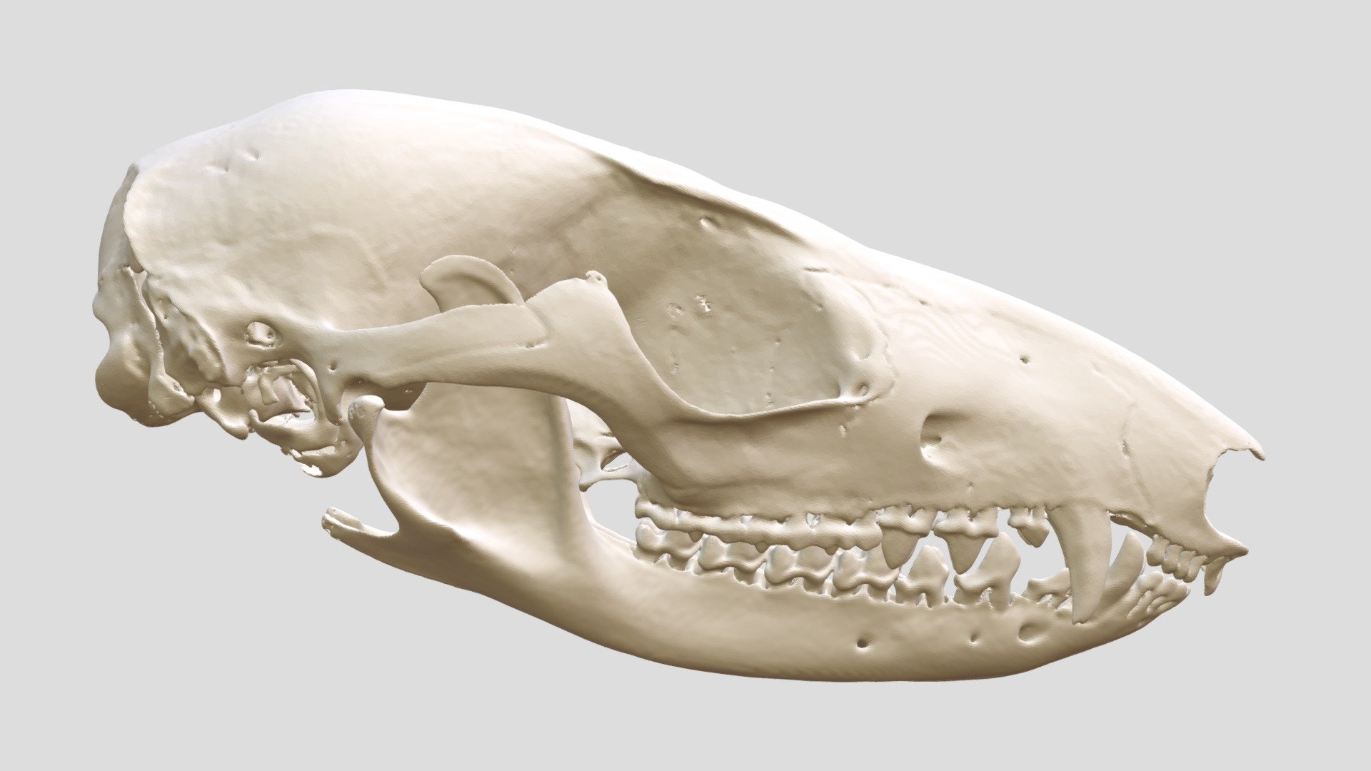 Micoureus mapiriensis (MSB:Mamm:70282)