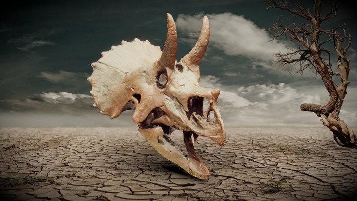 Juvenile Triceratops Fossil 3D Model