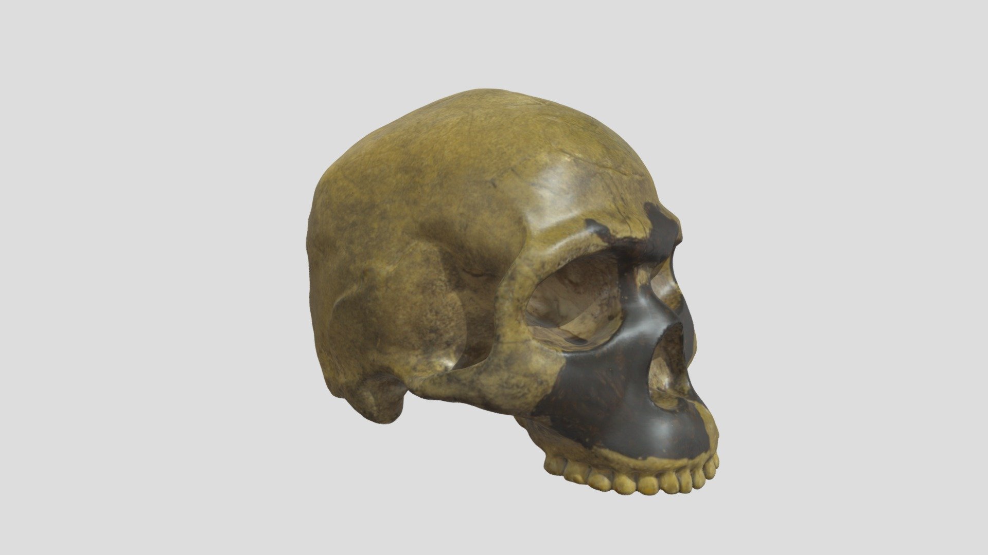 Homo sapiens (Homme de Palestine)