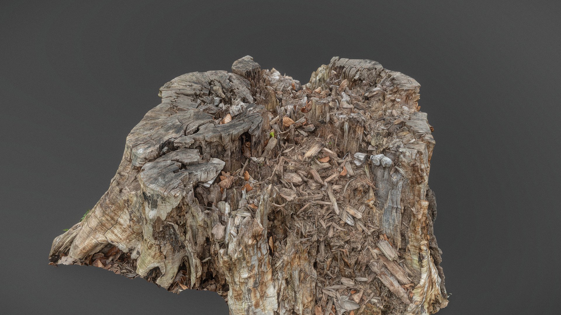 Old dry broken stump