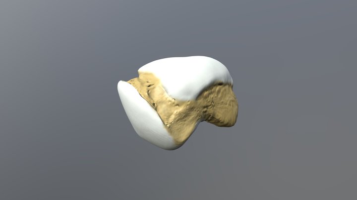 Talus 3D Model