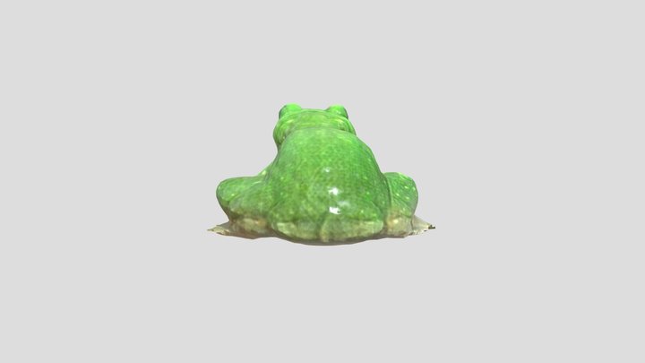 Green Rainforest Toad 3D Model
