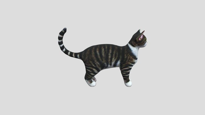 cat 3D Model