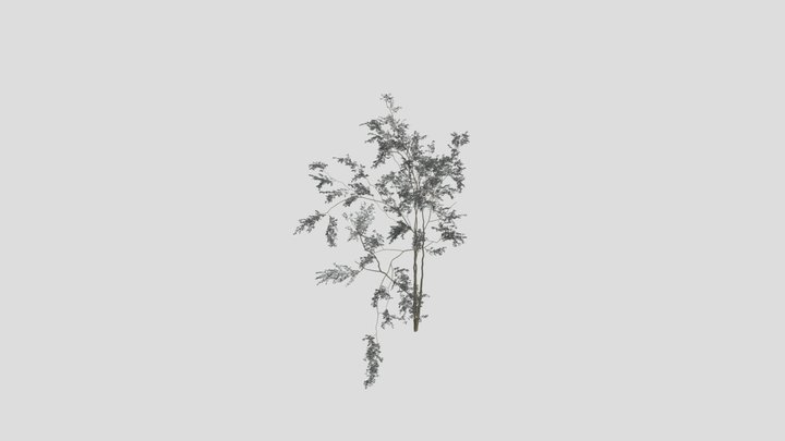 Combretum Molle Tree – Gratis 3D-model STL