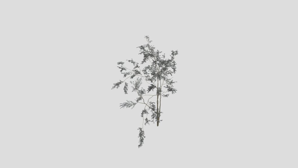 Combretum Molle Tree