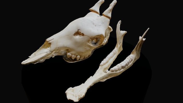 DESOLATION - Giraffe Skull 3D Model