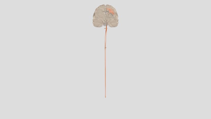 Corticospinal Tract 3D Model
