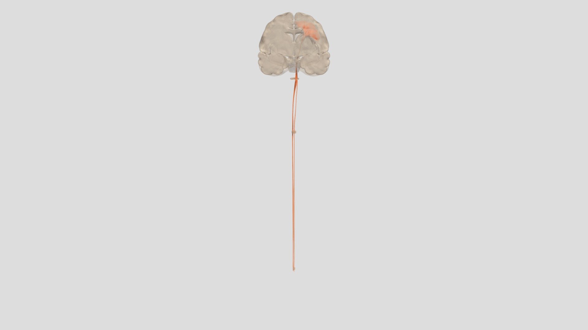 Corticospinal Tract
