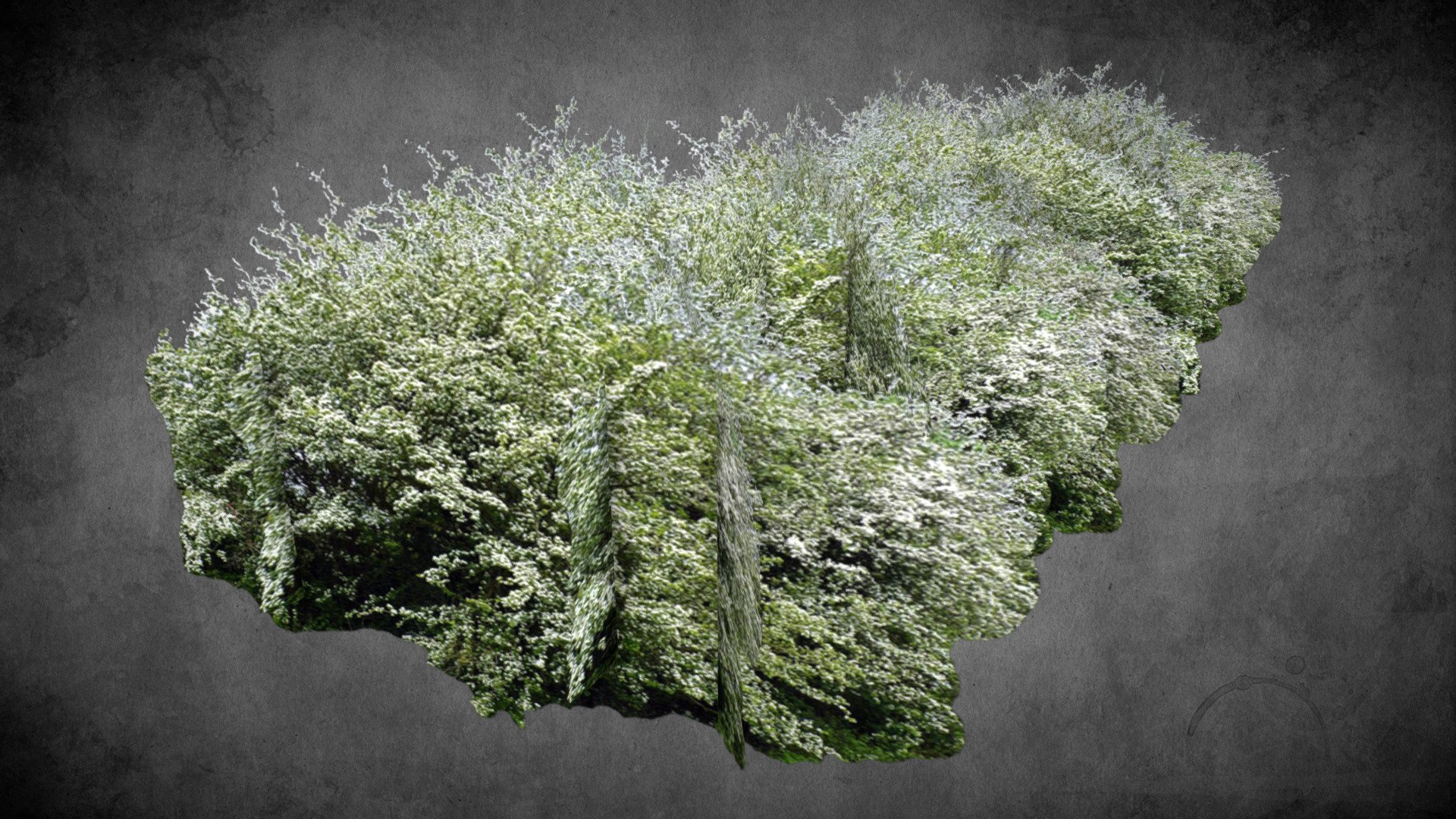 Weissdornhecke - Hawthorn