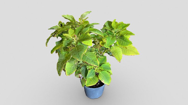 Indoor plant – Free 3D Model STL