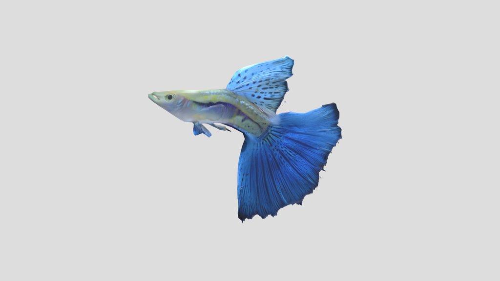 Blue Guppy Male