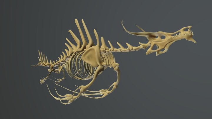 A sea beast skeleton 3D Model