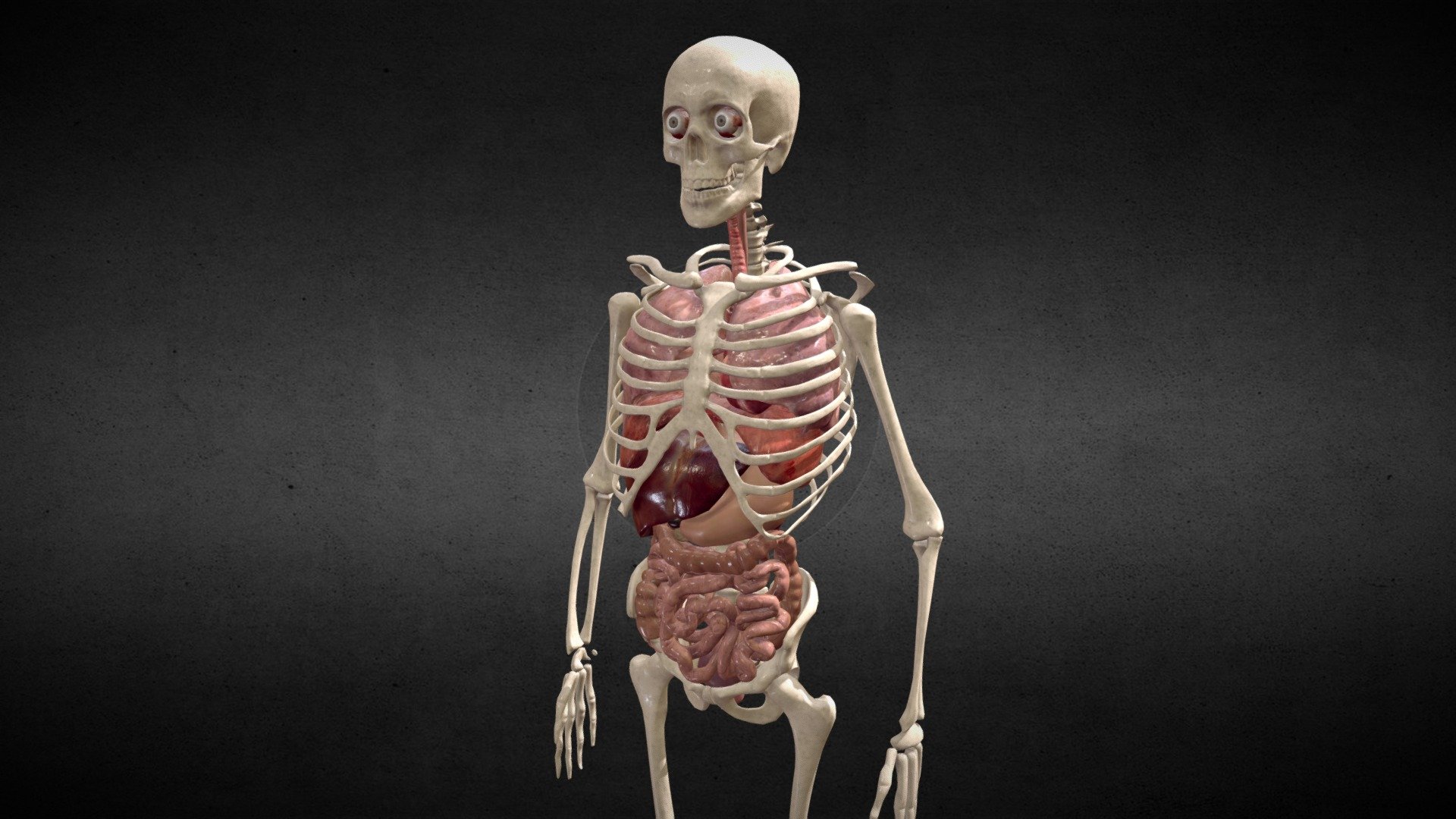 Animated Human Body Anatomy Buy Royalty Free 3d Model By Avrspot