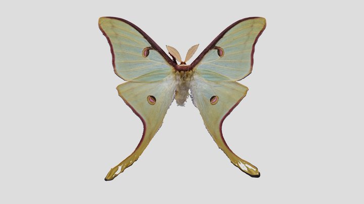 YPM ENT.402559 Luna moth, Actias luna – Kostenloses 3D-Modell STL