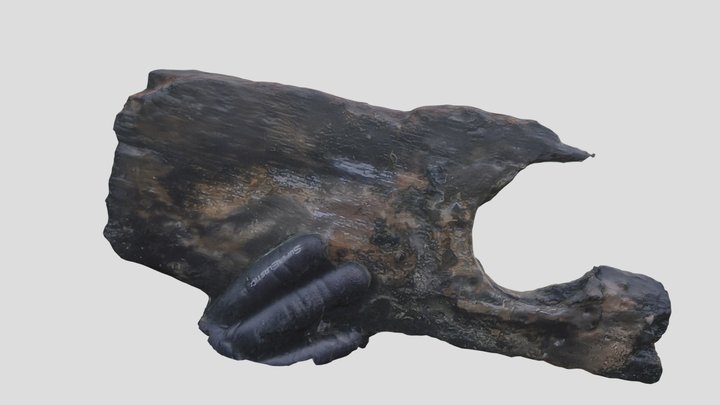 hout met gat 3D Model