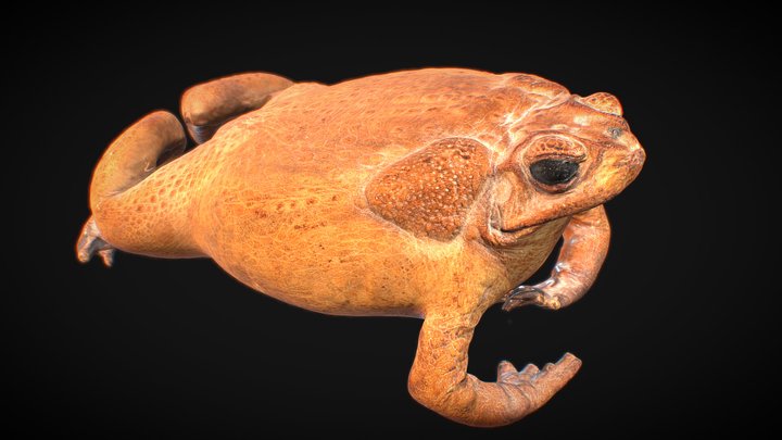 Berry The Bullfrog 3D Model