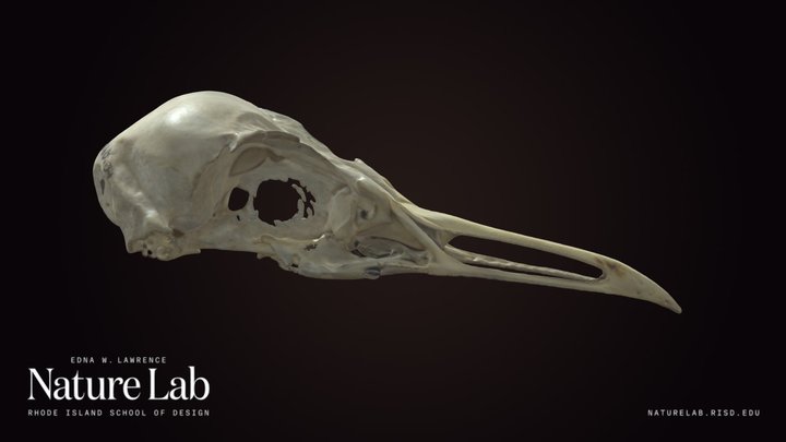 Bird Skull (Partial)