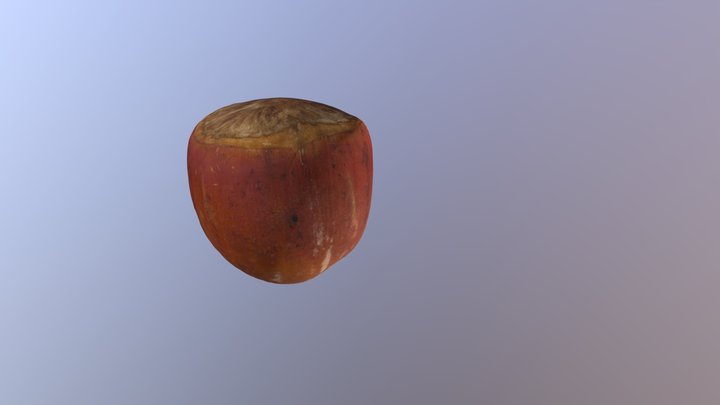 Hazelnut 3D Model