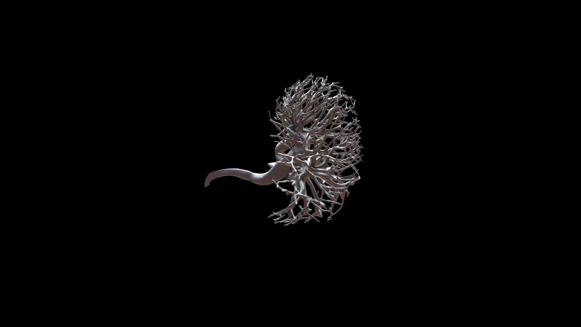 Vhu001 Mesh001 Vasculature-left-side V003