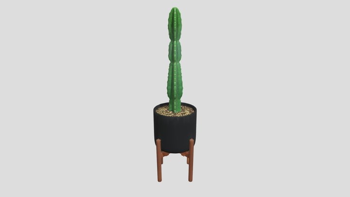 Cactus 3D models - Sketchfab