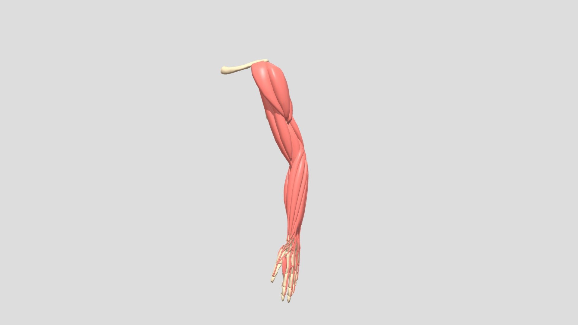 Human Arm 3D model by radical web Services (radicalws) [51faf6a