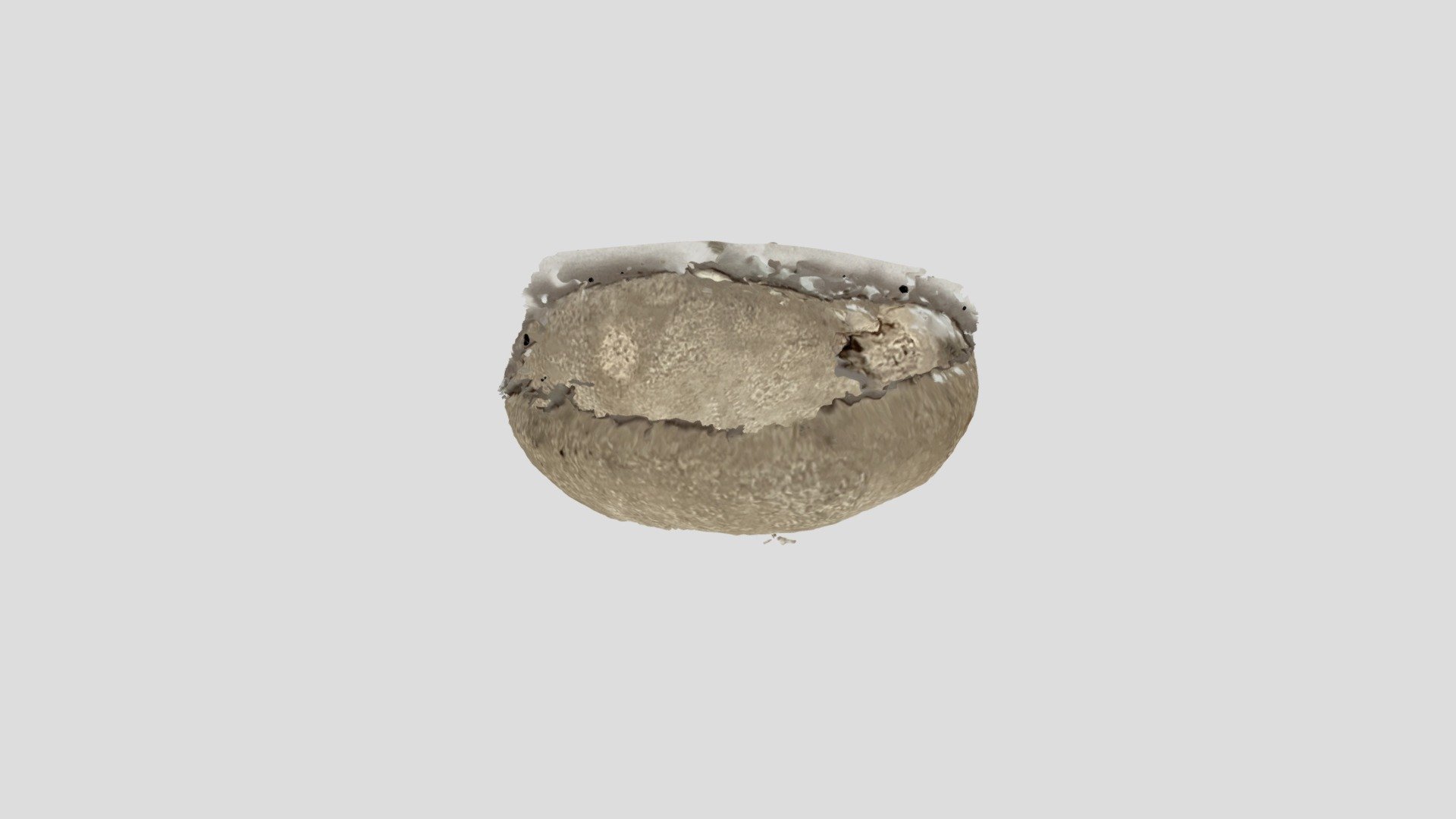 Fossils 13