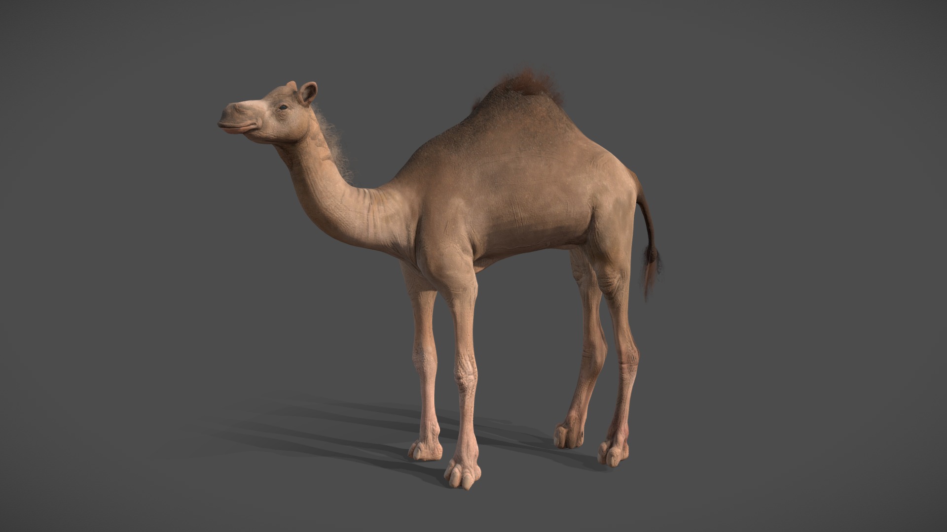 3D model Camel - This is a 3D model of the Camel. The 3D model is about a camel with a long neck.