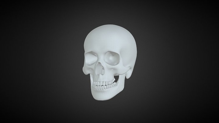 Skull basemesh 3D Model