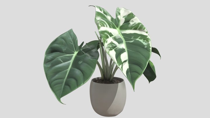 Variegated Alocasia – Free 3D Model STL