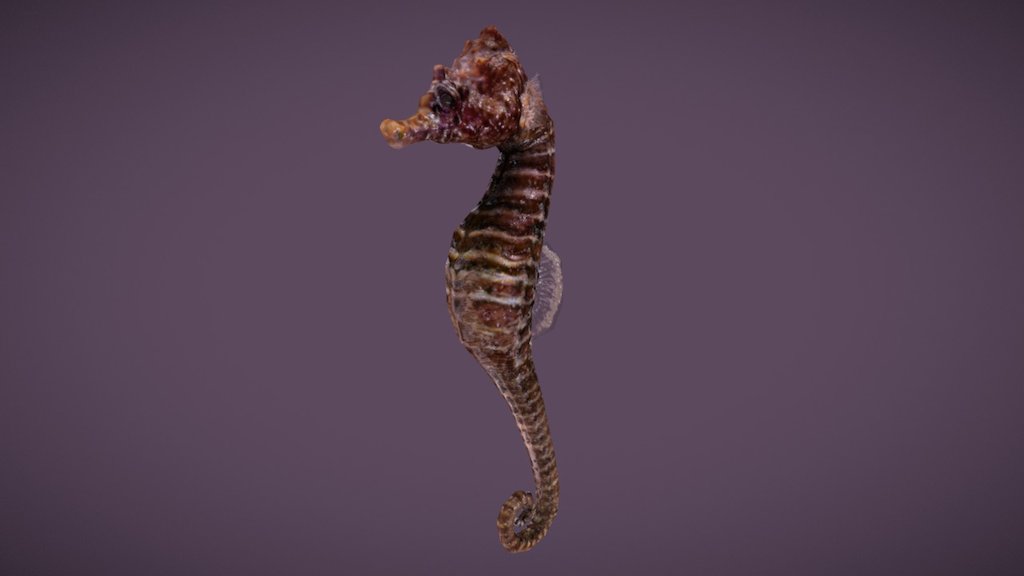 Sea Horse, World of Diving
