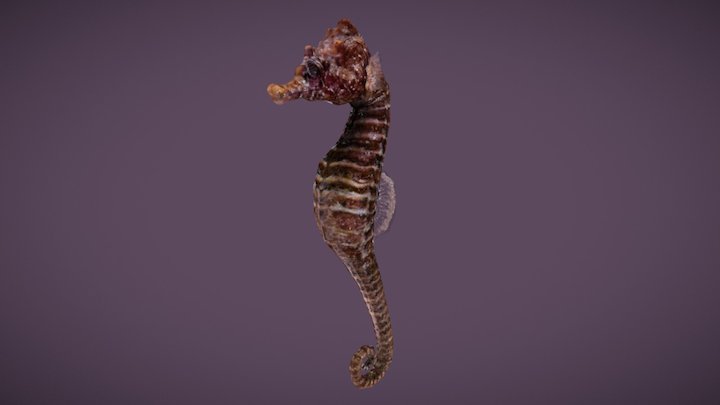Sea Horse, World of Diving 3D Model