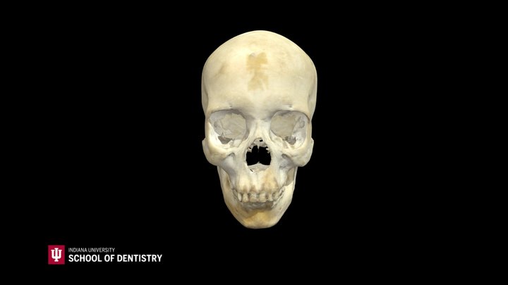 Skull 27 3D Model