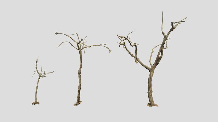 Dead Tree Set Dry Scan 3D Model